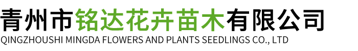 青州市銘達花(huā)卉苗木(mù)有(yǒu)限公司